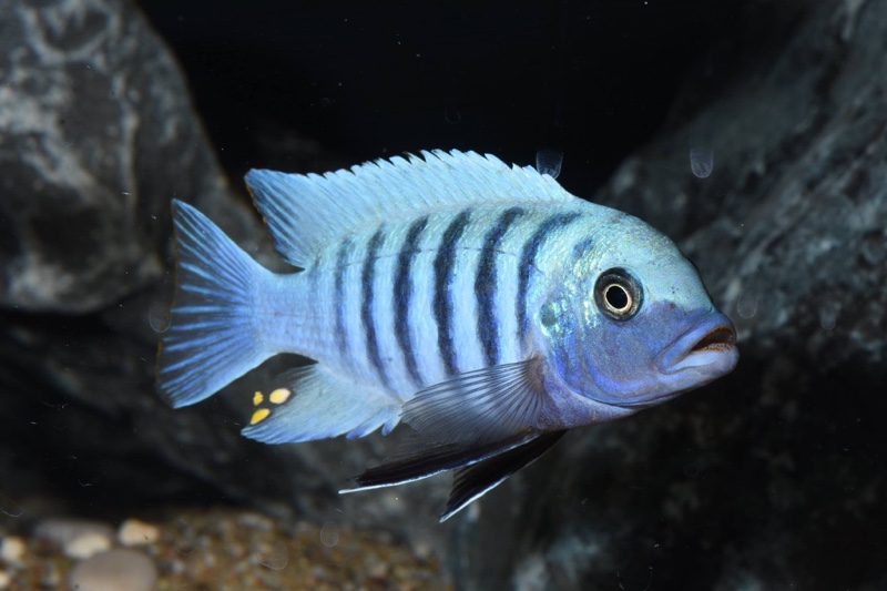 Maylandia zebra 'Chizumulu Island'